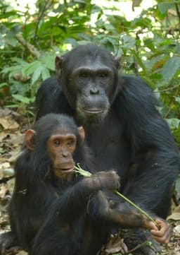 Chimpanzee
