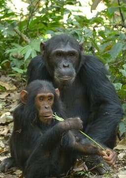 Chimpanzee