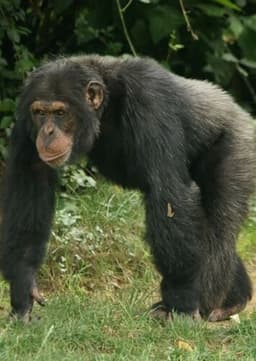 Chimpanzee
