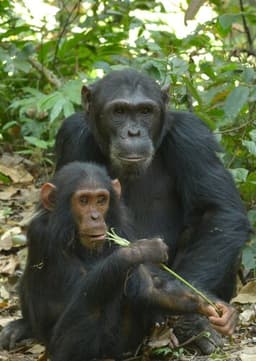 Chimpanzee