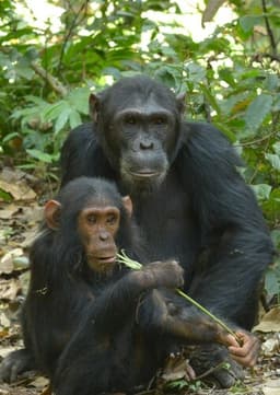 Chimpanzee