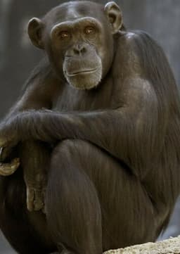 Chimpanzee
