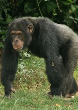 Chimpanzee