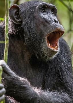 Chimpanzee