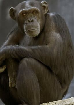 Chimpanzee