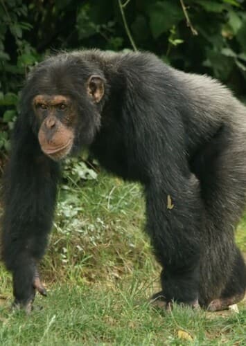 Chimpanzee