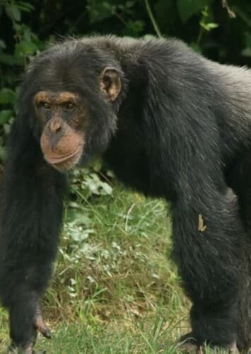 Chimpanzee