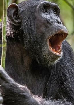 Chimpanzee