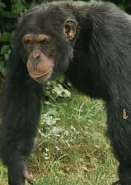 Chimpanzee