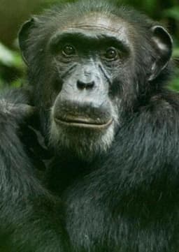 Chimpanzee