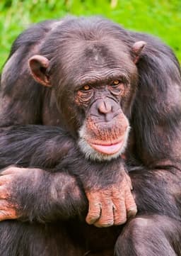 Chimpanzee