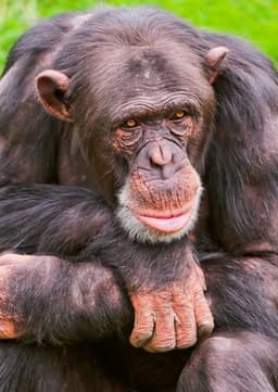 Chimpanzee