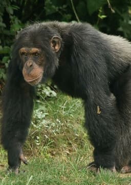 Chimpanzee