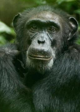 Chimpanzee