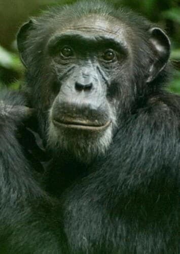 Chimpanzee