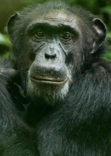Chimpanzee