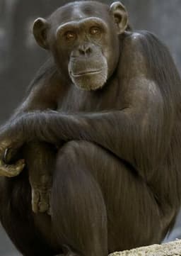 Chimpanzee