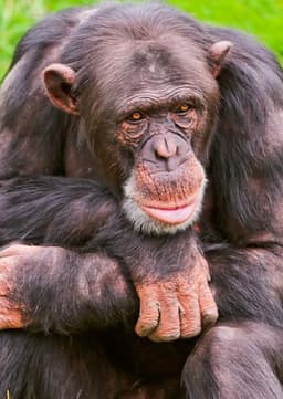 Chimpanzee