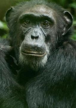 Chimpanzee