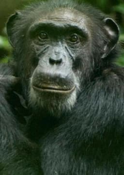 Chimpanzee