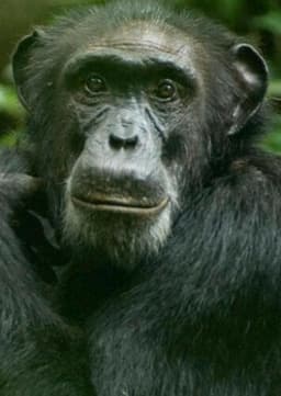 Chimpanzee