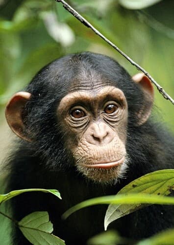 Chimpanzee