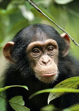 Chimpanzee