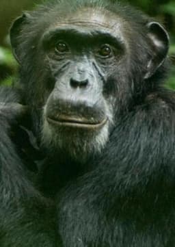 Chimpanzee