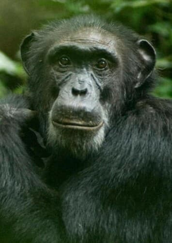 Chimpanzee