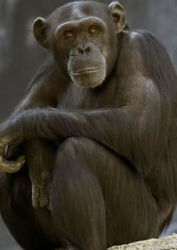 Chimpanzee