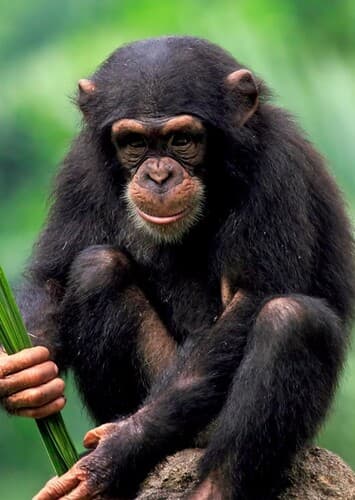 Chimpanzee