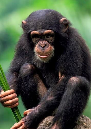 Chimpanzee