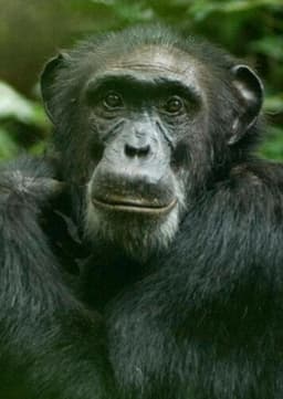 Chimpanzee