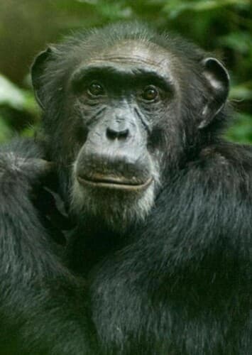 Chimpanzee