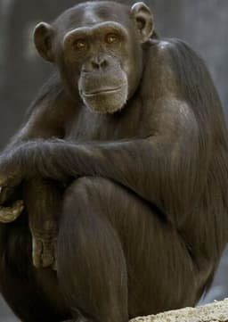 Chimpanzee