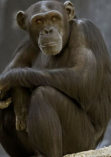 Chimpanzee