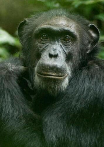 Chimpanzee