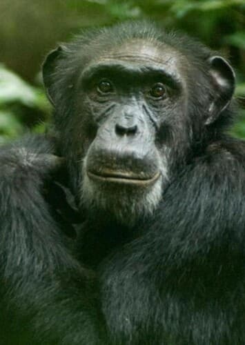 Chimpanzee