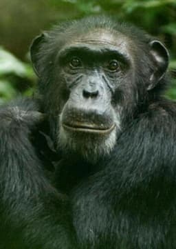 Chimpanzee