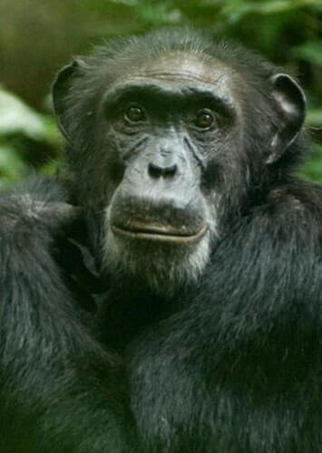 Chimpanzee