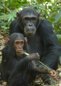 Chimpanzee