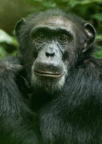 Chimpanzee