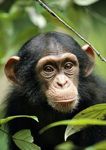 Chimpanzee