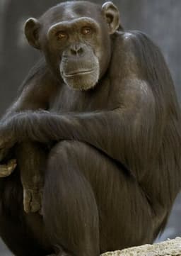 Chimpanzee