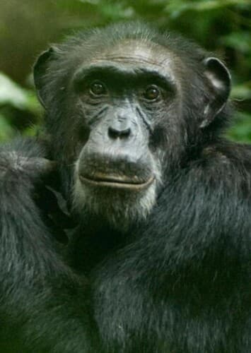 Chimpanzee
