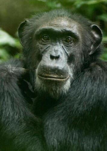 Chimpanzee