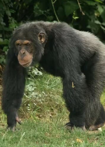Chimpanzee