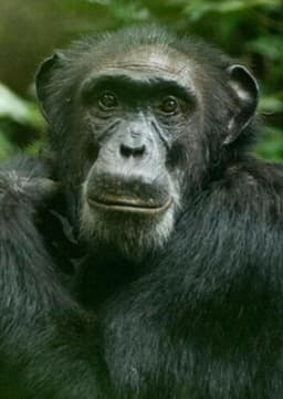 Chimpanzee
