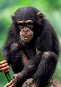 Chimpanzee
