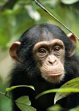 Chimpanzee